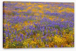 Meadows Stretched Canvas 284439807