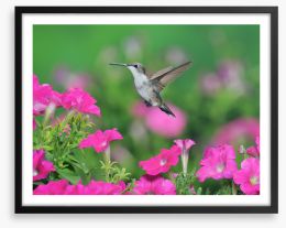 Pink petunia hummingbird Framed Art Print 284458547