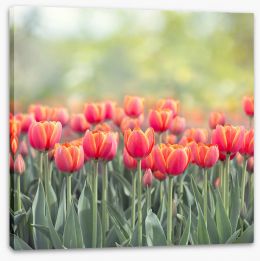 Meadows Stretched Canvas 284844525