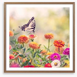 Zinnia swallowtail Framed Art Print 284844756