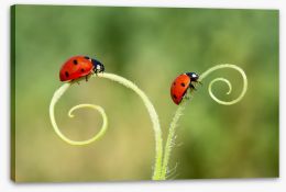 Insects Stretched Canvas 287895293