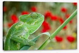 Reptiles / Amphibian Stretched Canvas 287895303