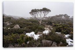 Tasmania Stretched Canvas 289653456