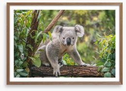 Candid koala Framed Art Print 291563221