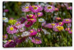Meadows Stretched Canvas 292795551