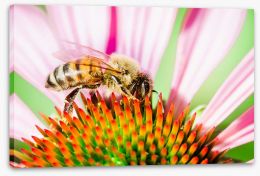 Insects Stretched Canvas 293692228
