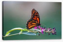 Insects Stretched Canvas 294233191