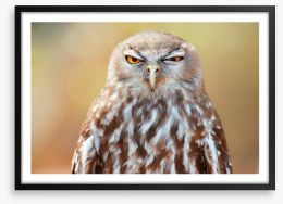 Barking owl wink Framed Art Print 294740457