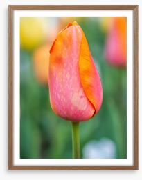 Lonely tulip Framed Art Print 294861431
