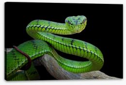 Reptiles / Amphibian Stretched Canvas 295055085