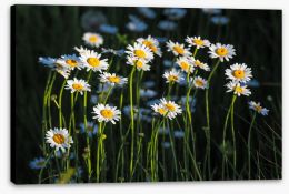Meadows Stretched Canvas 296437665