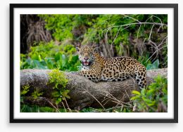 Jaguar of the jungle Framed Art Print 299017406