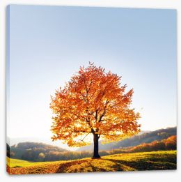 Trees Stretched Canvas 301432526