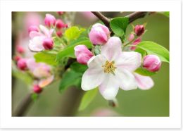 Pink apple blossom Art Print 30839570