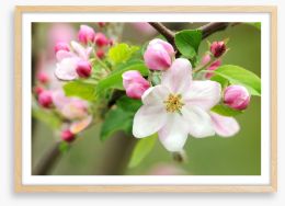 Pink apple blossom Framed Art Print 30839570