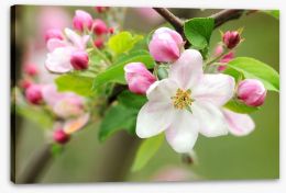Pink apple blossom Stretched Canvas 30839570