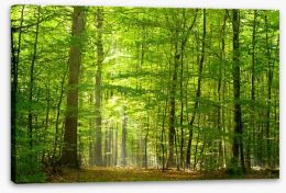 Lush green forest Stretched Canvas 31250020