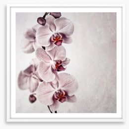 Vintage orchid Framed Art Print 323918229