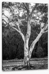 Trees Stretched Canvas 325981127