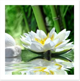 Floating white lily Art Print 32738182