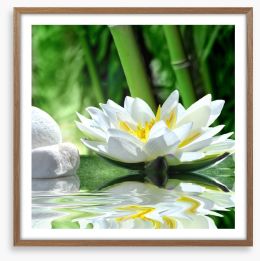 Floating white lily Framed Art Print 32738182