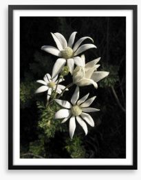 Flannel flowers Framed Art Print 33289793