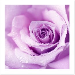 Lilac rose drops Art Print 33326432