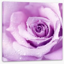 Lilac rose drops Stretched Canvas 33326432