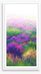 Lavender in the light Framed Art Print 336897544