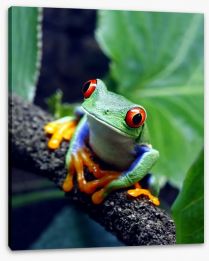 Red-eyed tree frog Stretched Canvas 34031112