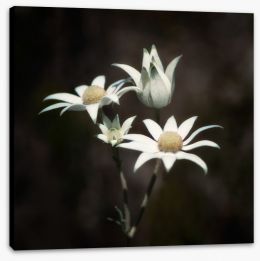 Flowers Stretched Canvas 352779216
