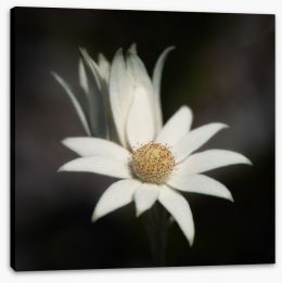 Flowers Stretched Canvas 352779343
