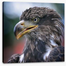 Majestic golden eagle Stretched Canvas 35930611