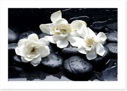 Gardenia flowers and pebbles Art Print 37406952