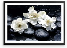 Gardenia flowers and pebbles Framed Art Print 37406952