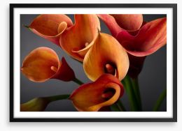 Orange calla lilies Framed Art Print 37917476