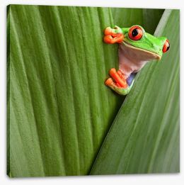 Peeping red eyed tree frog Stretched Canvas 38323891