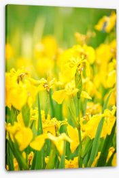 Daffodil delight Stretched Canvas 38753192