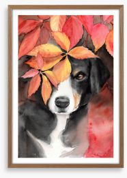 Maple the beagle Framed Art Print 391728012
