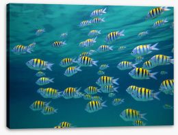 Fish / Aquatic Stretched Canvas 39646634