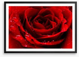 The red rose Framed Art Print 39694458