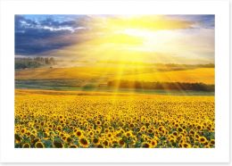 Sunflower field sunset Art Print 39907923