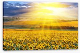 Sunflower field sunset Stretched Canvas 39907923