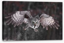 Great grey owl Stretched Canvas 40033487