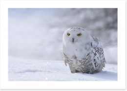 Beautiful snowy owl Art Print 40109689