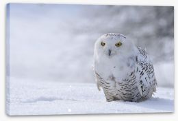 Beautiful snowy owl Stretched Canvas 40109689