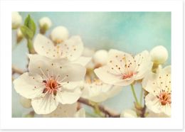 Cherry blossoms Art Print 40136004
