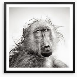 Baboon bath Framed Art Print 40411051