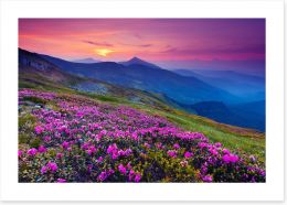 Mountain meadow sunrise Art Print 40792259