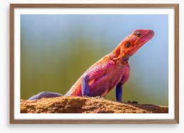 Agama lizard Framed Art Print 413063226